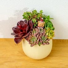 多肉組盆 線條圓陶盆黃色 桌上型盆栽 開幕送禮 喬遷禮物 植栽