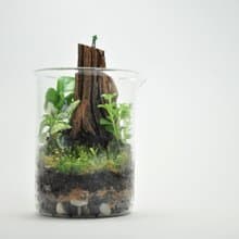 【微景觀】有點微蘚 Dangerous - 苔蘚組盆/冒險/交換禮物
