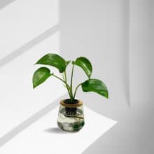 蕨美植栽 水耕植栽 黃金葛 x 弧形玻璃瓶 綠意生機・質感百搭