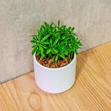 小葉羅漢松 莫蘭迪色系直紋陶盆 室內植物 觀葉植物 禮物 盆栽