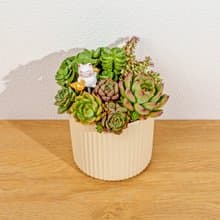 多肉組盆 直條紋陶盆黃色 桌上型盆栽 開幕送禮 喬遷禮物 植栽