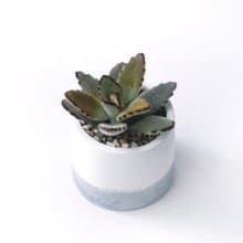 (預購) 莫蘭迪紫系列 | 優雅兔耳 圓形漸層水泥多肉植栽