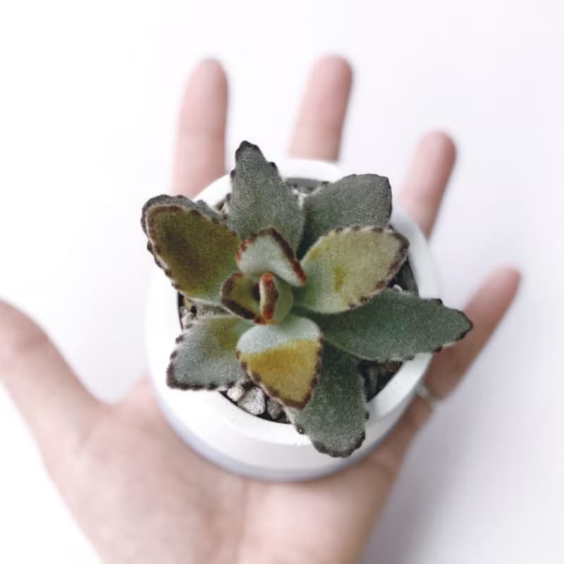 (預購) 莫蘭迪紫系列 | 優雅兔耳 圓形漸層水泥多肉植栽