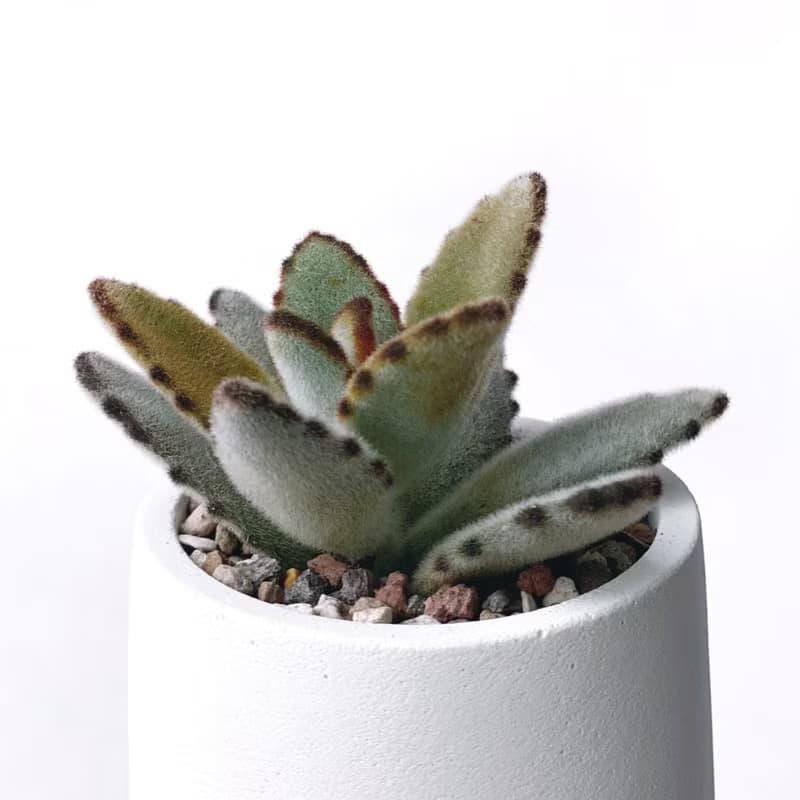 (預購) 莫蘭迪紫系列 | 優雅兔耳 圓形漸層水泥多肉植栽