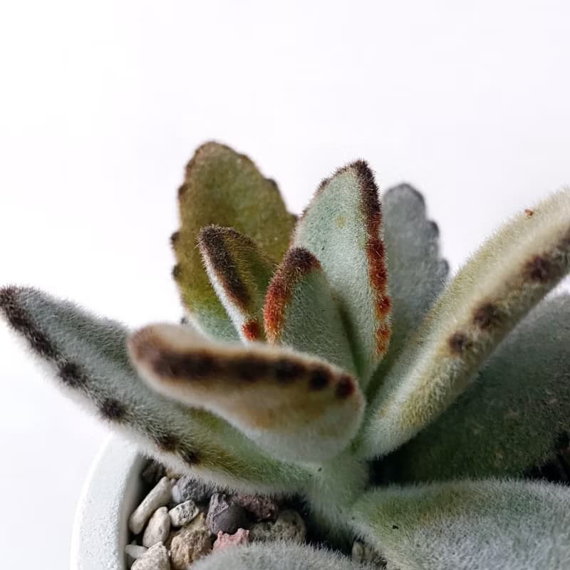 (預購) 莫蘭迪紫系列 | 優雅兔耳 圓形漸層水泥多肉植栽