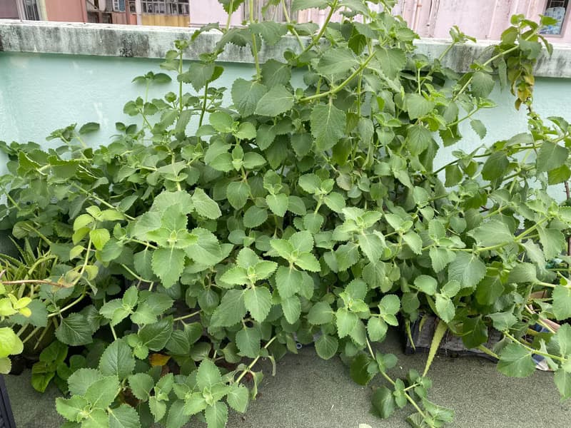 左手香消炎手工皂