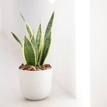 【室內盆栽】虎尾蘭盆栽 (中型)  觀葉植物 盆栽 開幕送禮 喬遷