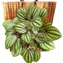 【孔雀椒草】植物上板 開幕送禮 開幕 觀葉植物 室內植物 上板