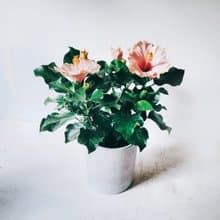 盆空間・扶桑花 室內觀賞植物綠化花卉盆栽植栽 水泥盆