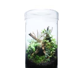 【訂製】蕨醒經典生態瓶-經典直筒(中)