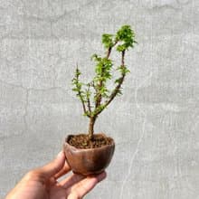 小品盆栽-日本山槭 琴姬 盆景 送禮