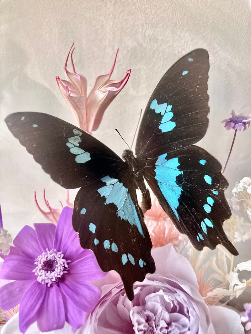 Papilio epiphorbas 鳳蝶∣永生花玻璃盅∣開幕∣情人節∣母親節