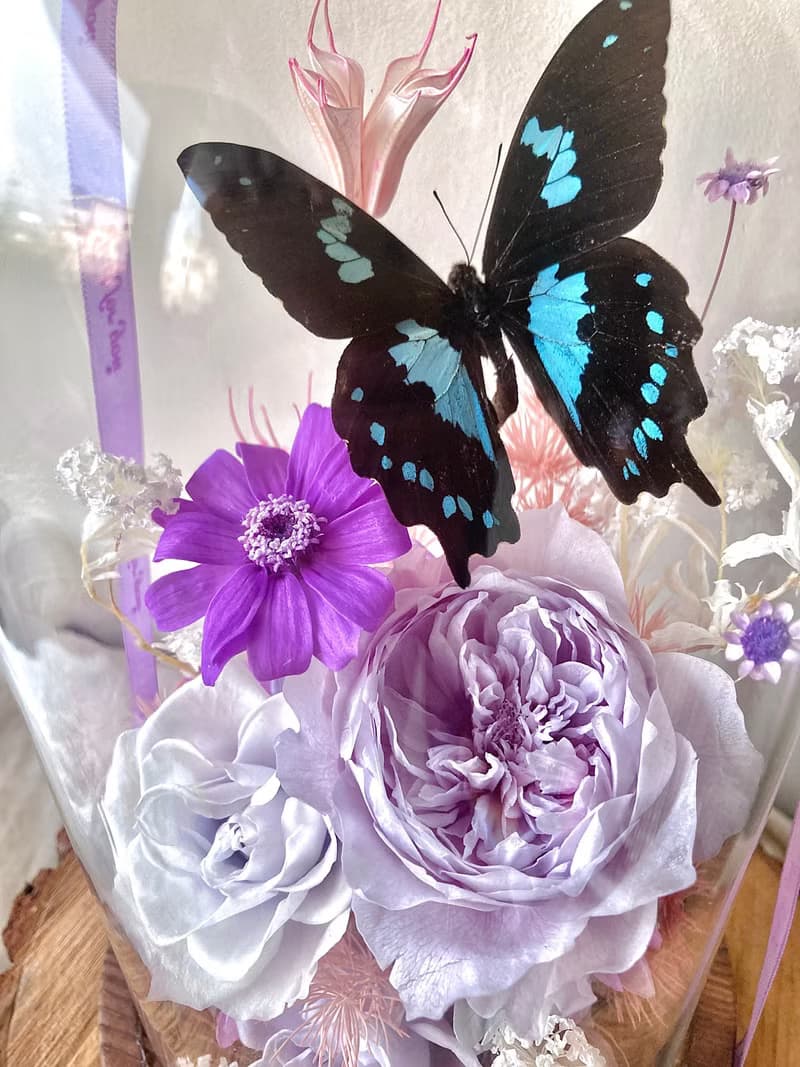 Papilio epiphorbas 鳳蝶∣永生花玻璃盅∣開幕∣情人節∣母親節