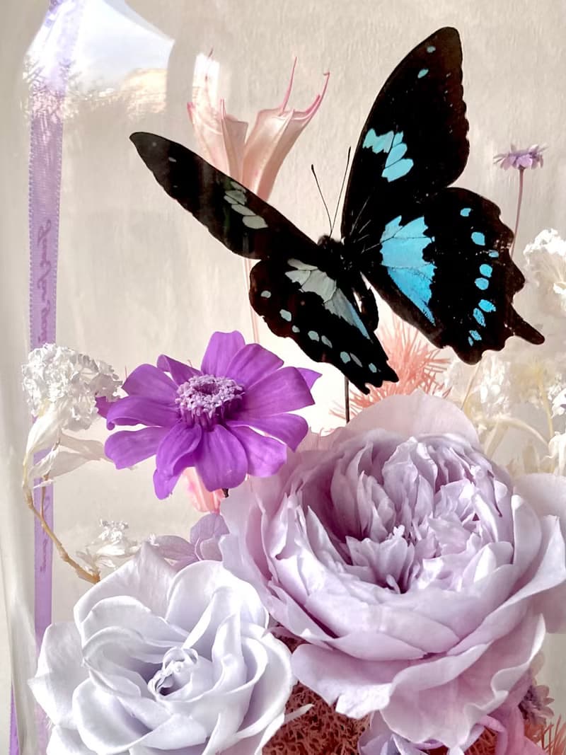 Papilio epiphorbas 鳳蝶∣永生花玻璃盅∣開幕∣情人節∣母親節