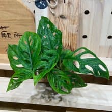 【植蕨所在】 洞洞蔓綠絨 水苔球 觀葉植物 室內植物 居家擺設