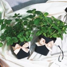 香橙薄荷+尼德蘭薄荷清新泡茶組合