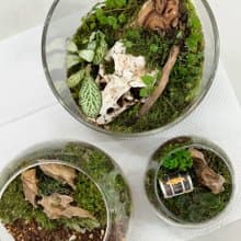 苔蘚生態盆維護服務