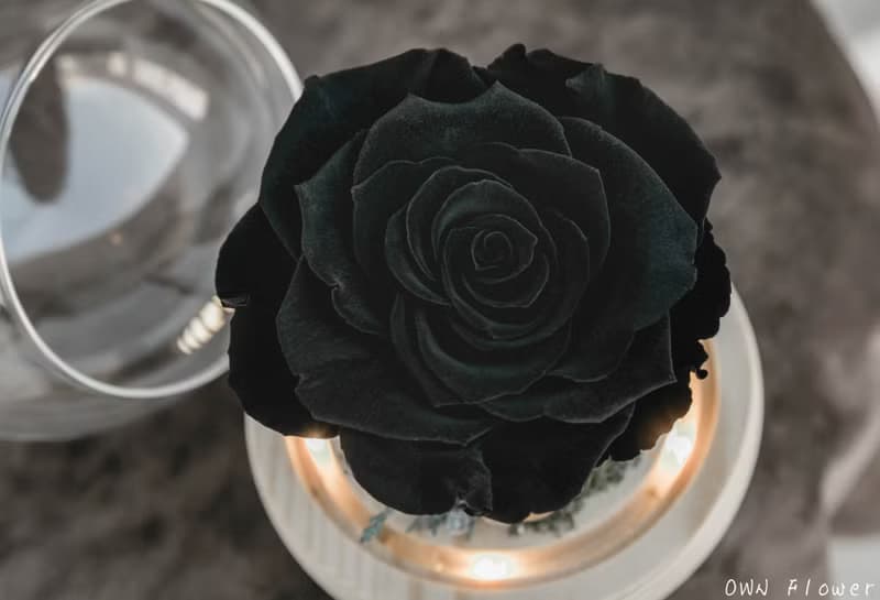 黑玫瑰/花夜燈/永生花玻璃盅/生日禮物/畢業禮物/永生花禮/不凋花