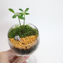 【微景觀】海濱日常－盆栽/苔蘚植物/禮物/沙灘/度假