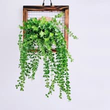百萬心板植│窗邊植物│陽台植物│觀葉植物│多肉
