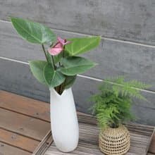 水培植栽│紫色火鶴花_室內植物 辦公室盆栽  店內布置  送禮