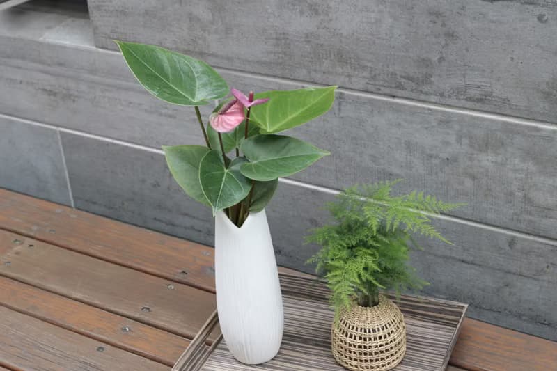 水培植栽│紫色火鶴花_室內植物 辦公室盆栽  店內布置  送禮