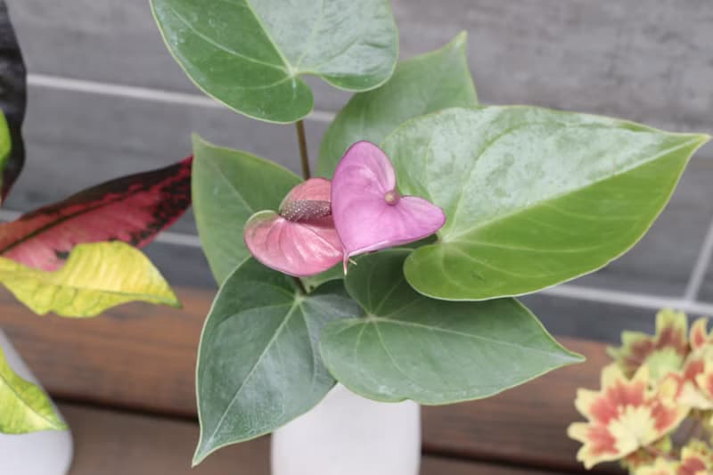 水培植栽│紫色火鶴花_室內植物 辦公室盆栽  店內布置  送禮
