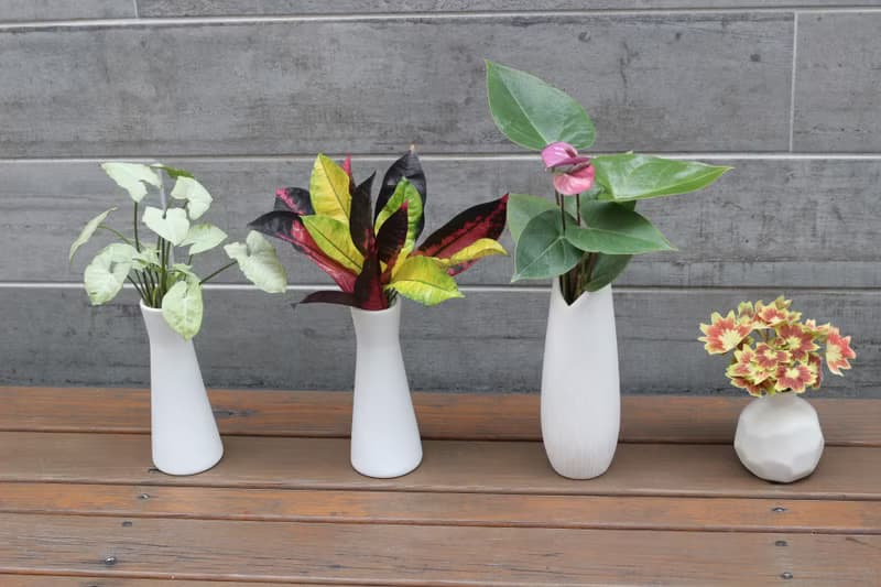 水培植栽│紫色火鶴花_室內植物 辦公室盆栽  店內布置  送禮