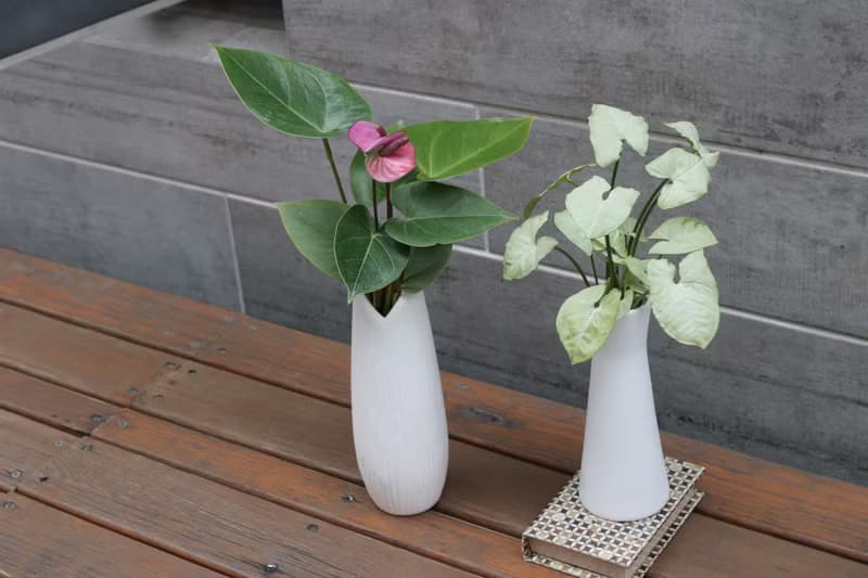 水培植栽│紫色火鶴花_室內植物 辦公室盆栽  店內布置  送禮