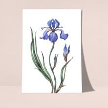鳶尾花海報數位 JPEG 可列印牆面畫廊牆面藝術鳶尾花印刷品
