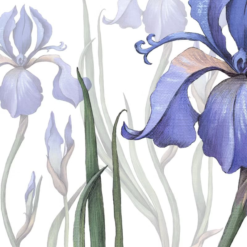 【數位】鳶尾花海報數位 JPEG 可列印牆面畫廊牆面藝術鳶尾花印刷品