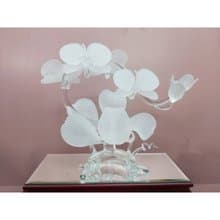 台灣蝴蝶蘭 水晶砂 開幕禮物 升遷禮物 退休送禮 新婚送禮 新居