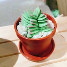 黏土多肉植物 — 茜之塔Crassula corymbulosa