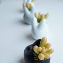 間諜多肉植物兔兔盆【樹脂黏土仿真多肉】