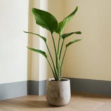 天堂鳥 | 觀葉植物 室內盆栽 空氣淨化 開幕送禮 喬遷送禮 落地款