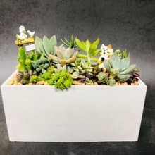 【送禮盆栽】多肉植物/純手工長方水泥盆2款2色/可任選2款飾品