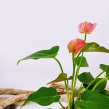 粉火鶴苔球│室內植物│窗邊植物│觀葉植物