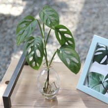 水培植栽│洞洞蔓綠絨_室內植物 辦公室盆栽 店內擺設