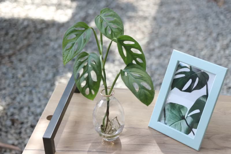 水培植栽│洞洞蔓綠絨_室內植物 辦公室盆栽 店內擺設