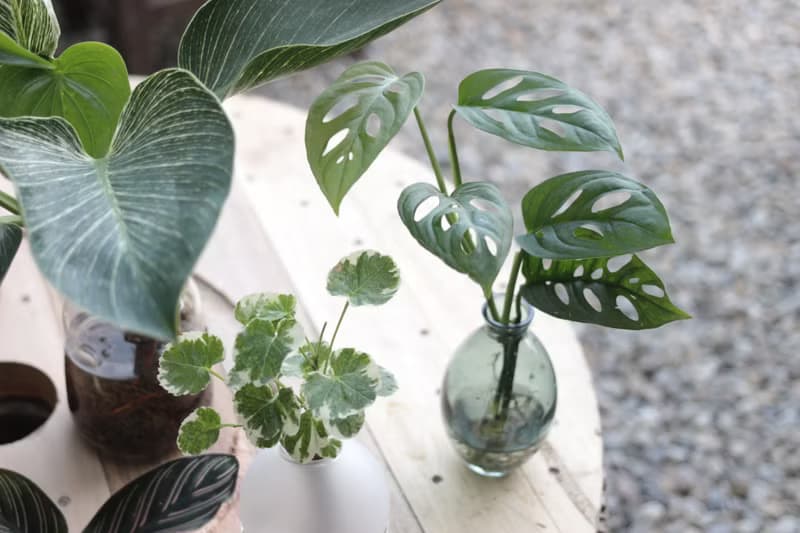 水培植栽│洞洞蔓綠絨_室內植物 辦公室盆栽 店內擺設
