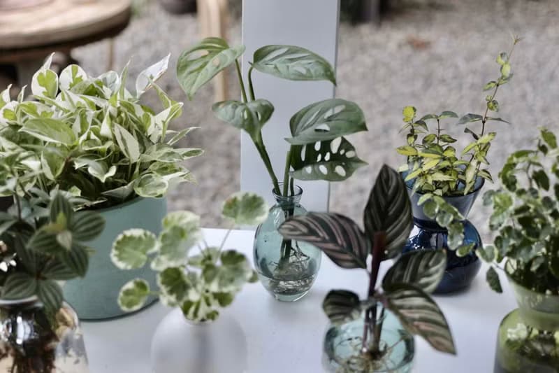 水培植栽│洞洞蔓綠絨_室內植物 辦公室盆栽 店內擺設