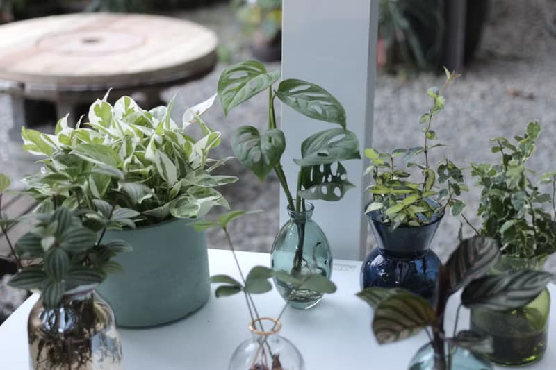 水培植栽│洞洞蔓綠絨_室內植物 辦公室盆栽 店內擺設