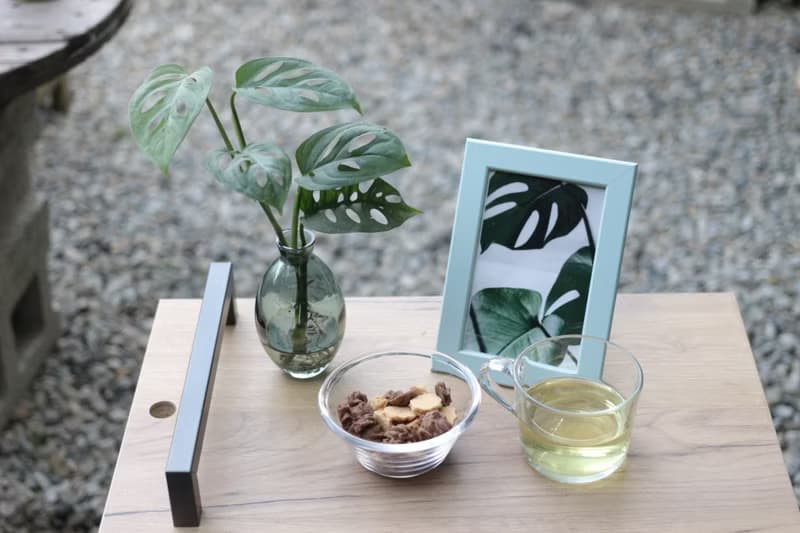 水培植栽│洞洞蔓綠絨_室內植物 辦公室盆栽 店內擺設