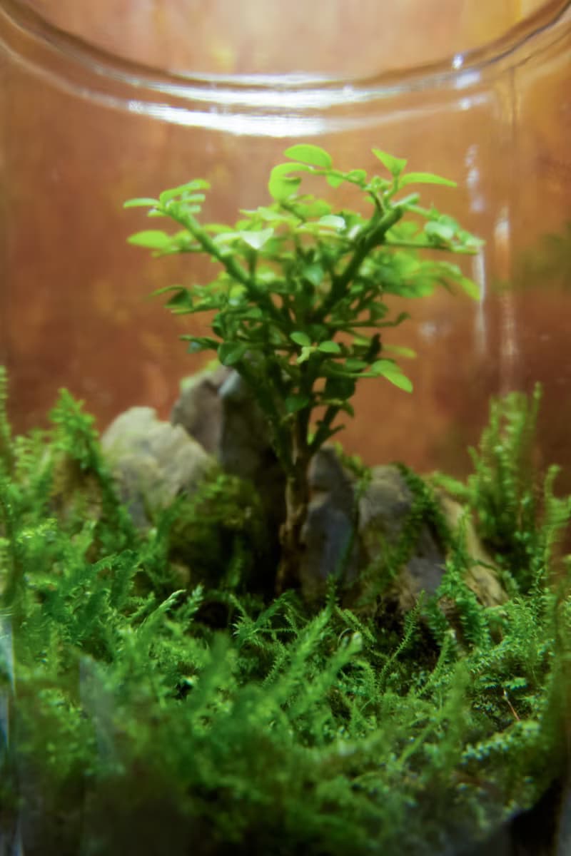 【生態缸－七里春庭】微景觀 室內植栽 禮物 辦公室擺設