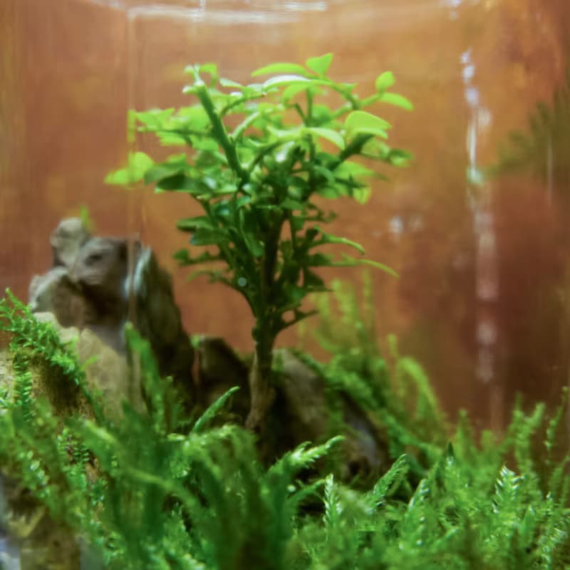 【生態缸－七里春庭】微景觀 室內植栽 禮物 辦公室擺設