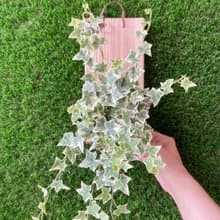 【植蕨所在】 常春藤  水苔植物上板 觀葉植物 上板植物 室內植物