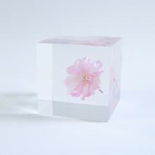 Sola cube 八重紅枝垂櫻花立方塊_智慧、優雅