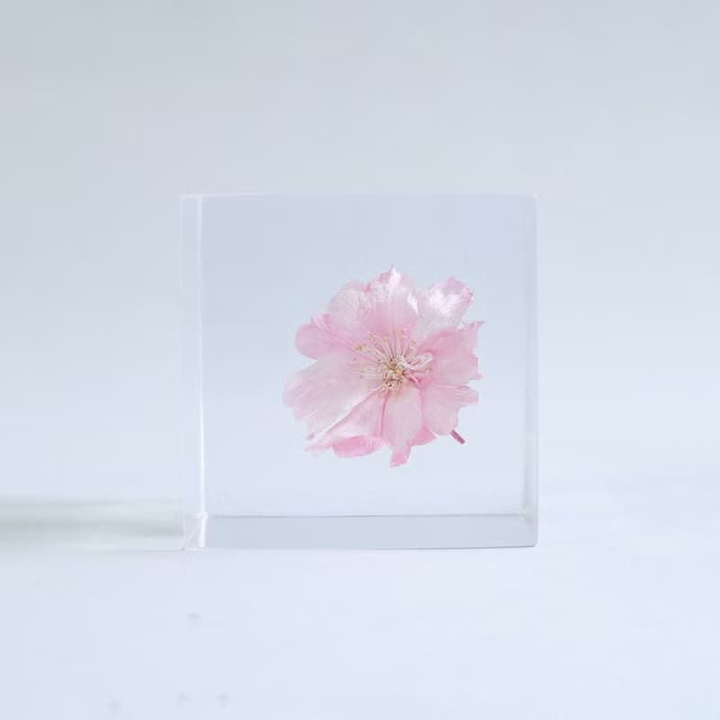 Sola cube 八重紅枝垂櫻花立方塊_智慧、優雅