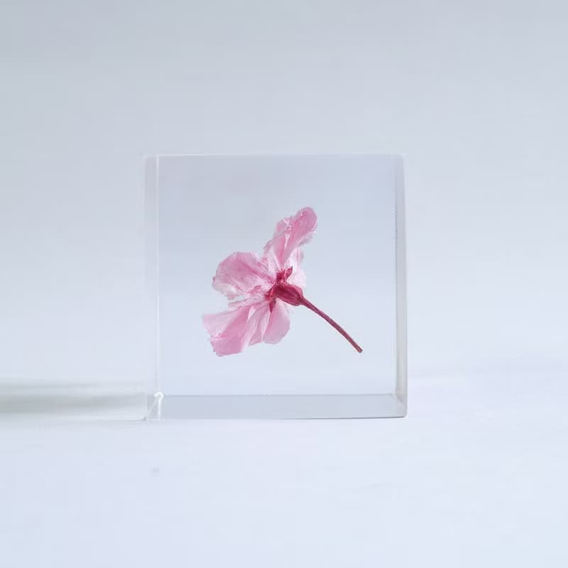 Sola cube 八重紅枝垂櫻花立方塊_智慧、優雅