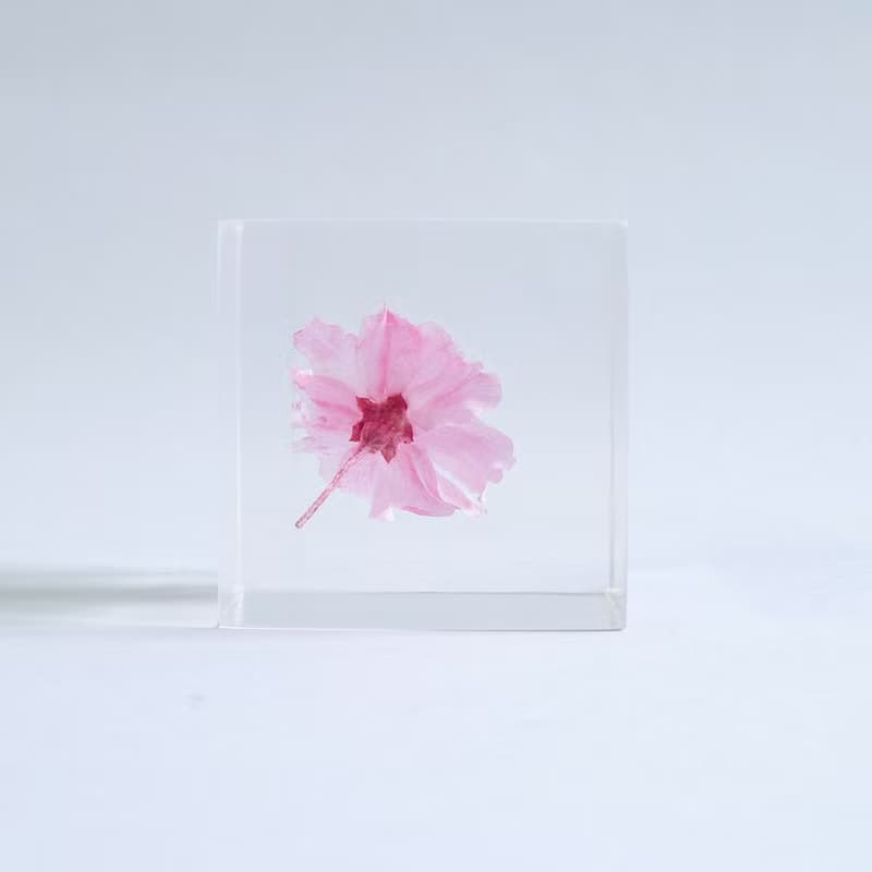 Sola cube 八重紅枝垂櫻花立方塊_智慧、優雅
